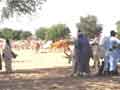 Cattle market