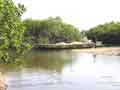 Pirogue