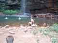 Some swim