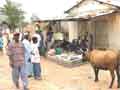 A cow shops