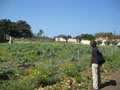 Trapani crops