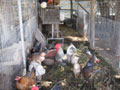 fowl