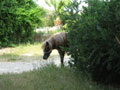 pony