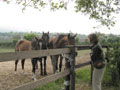 horses