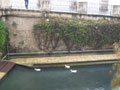 ducks