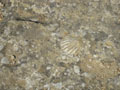 sea shell