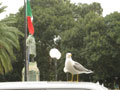 sea gull
