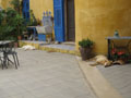 dog siesta