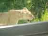 lion