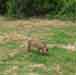 warthog